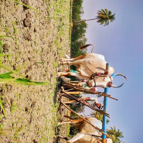 Village life