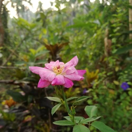 The Rose