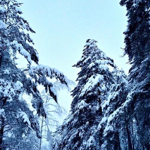 Photo #2193039