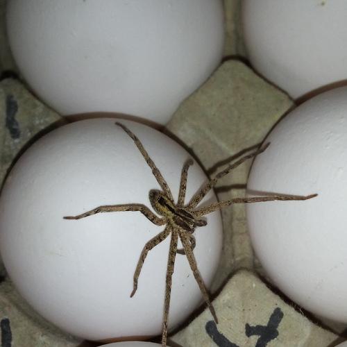Spider-eggs