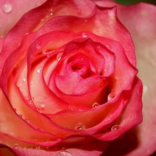 Photo #2193777