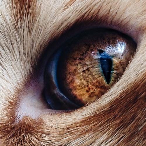 Photo #2194037
