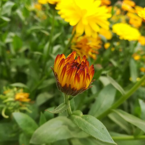 Nature's beauty