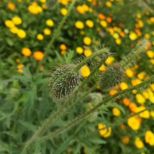 Nature's beauty