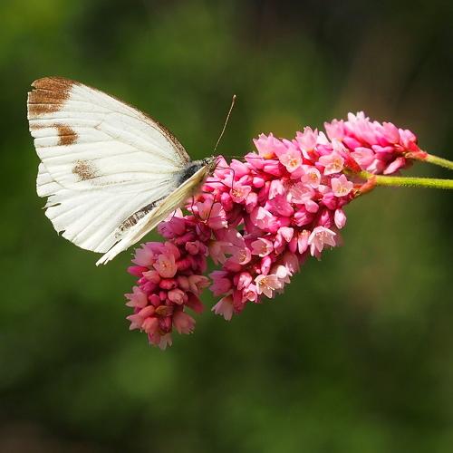 Горец восточный (Polyqonum orientale) и белянка