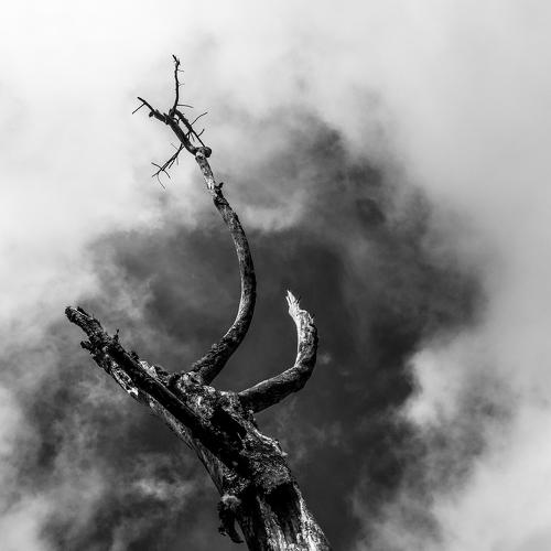 Dead Branch