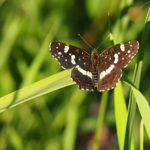 Araschnia levana  (Пестрокрыльница весенне-летняя)