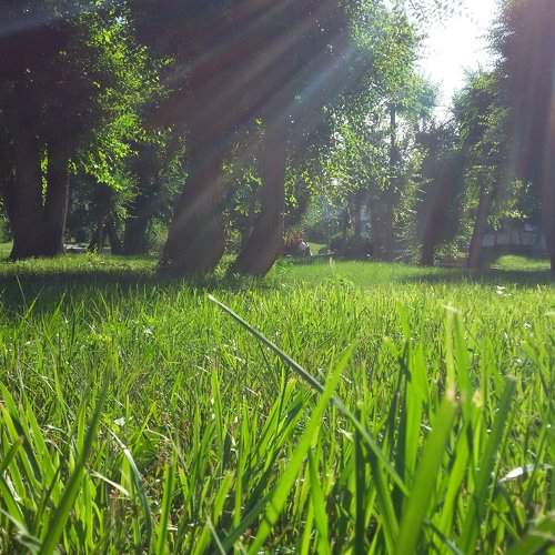 Grass