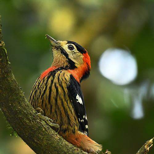 Crimson-breasted woodpecker