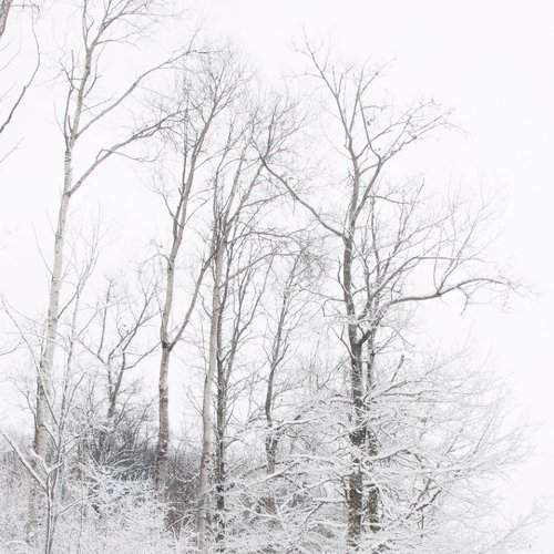 Photo #2196963