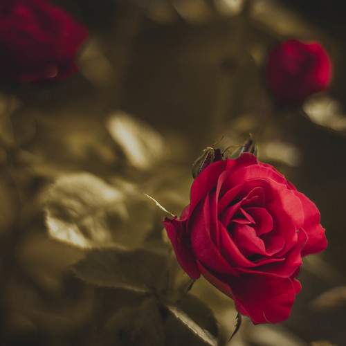 Love in every petal.