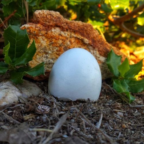 Une coquille bien caché