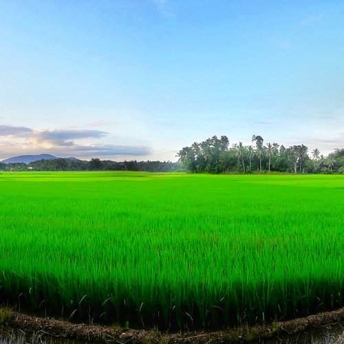 The rice fiels