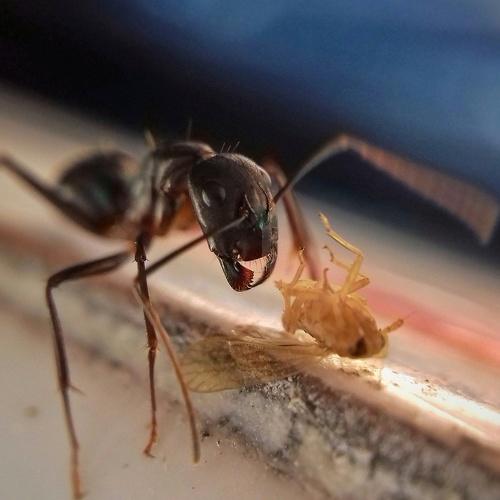 hungry