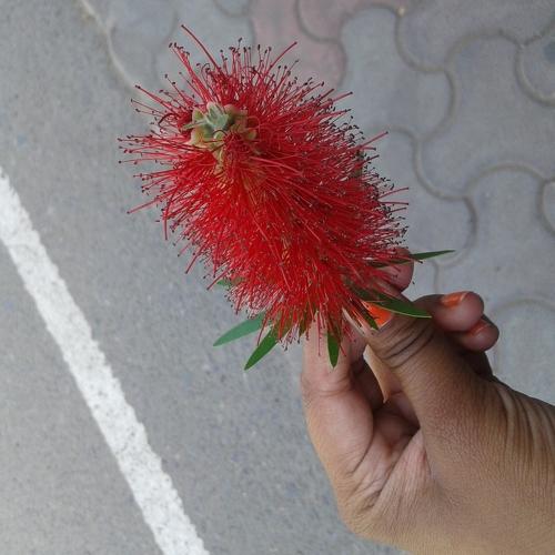 The flower