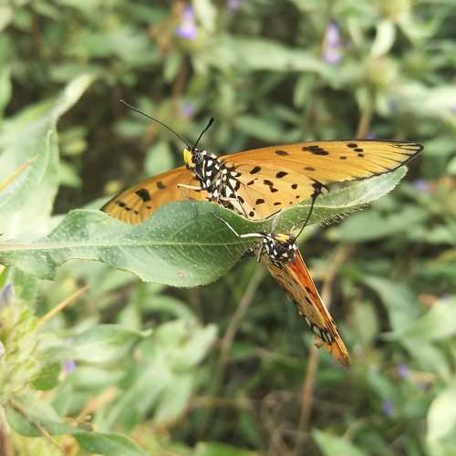 Butterflys