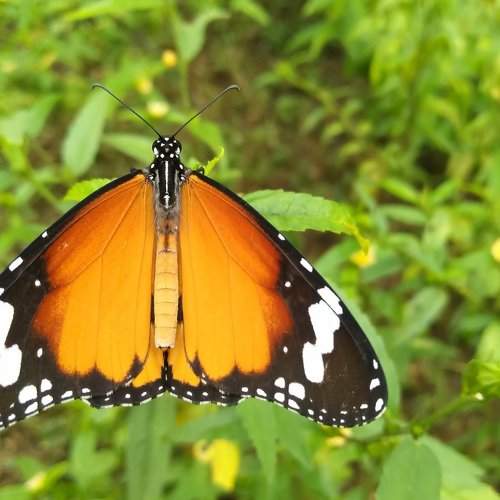 Close up view of butterfly