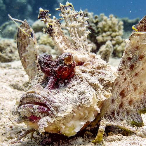 The Most venomous fish