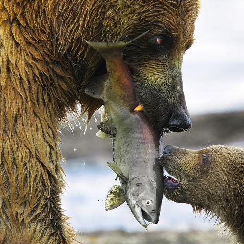 Mother Bear, Cub and fish.