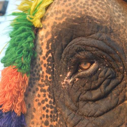 Elephant eye