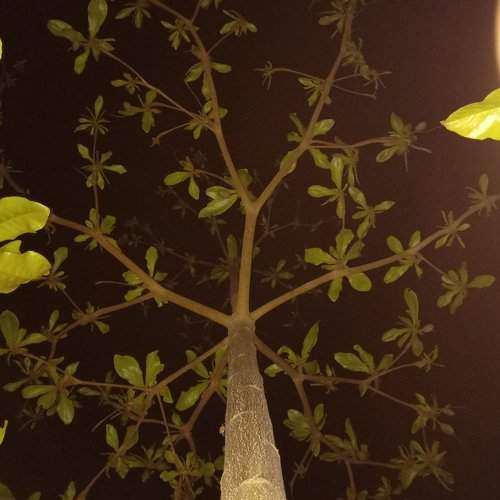 Night tree shot