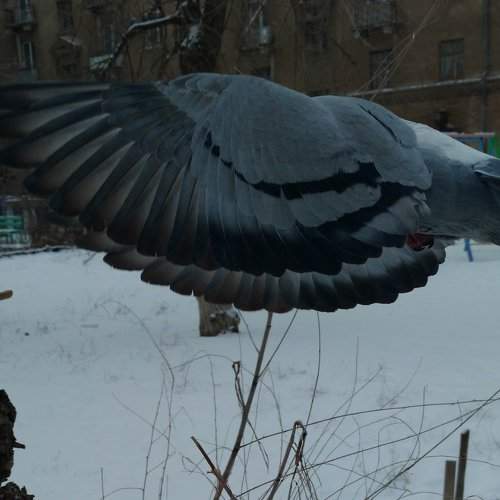 Flight
