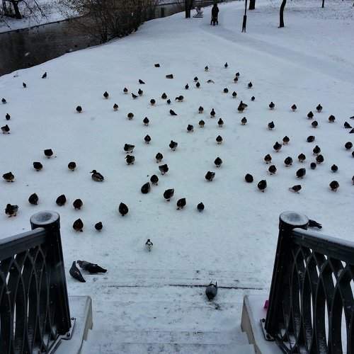 Black pigeons and white snow in Moscow