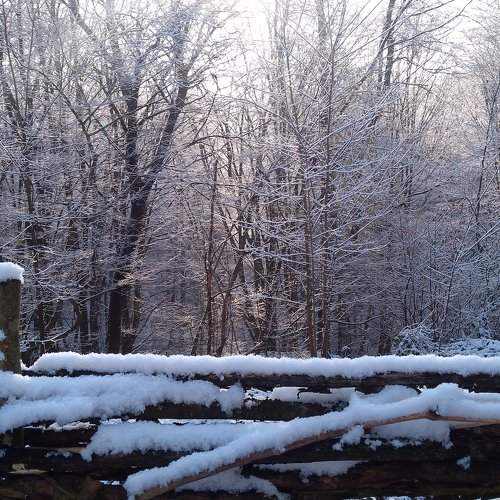 In a fairy winter forest.
