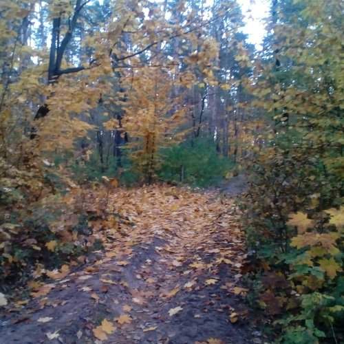 очарование золота осени