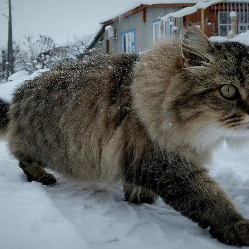 Кот, который гуляет сам по себе