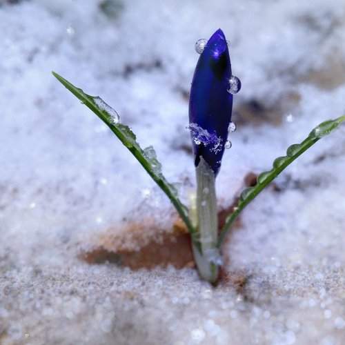 The birth of spring