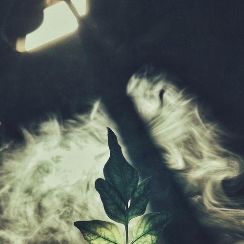 Life of Leafs