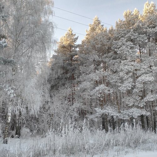 Зимний лес