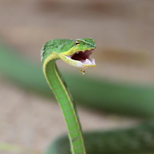 Green snake
