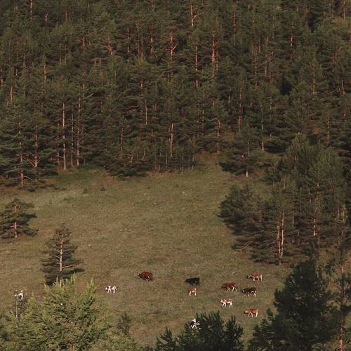 Photo #2210464