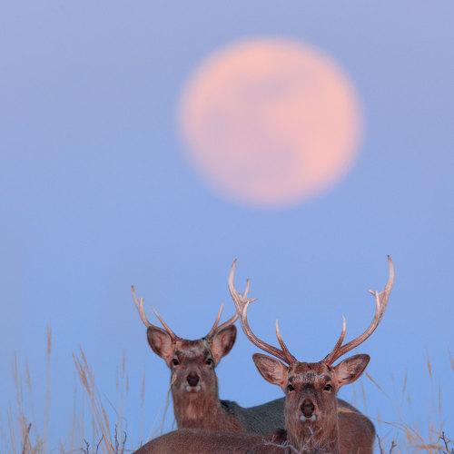 Восхождение супер луны