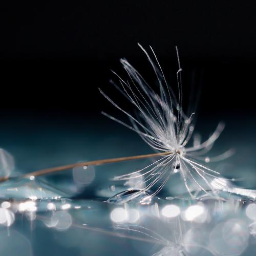 Dandelion