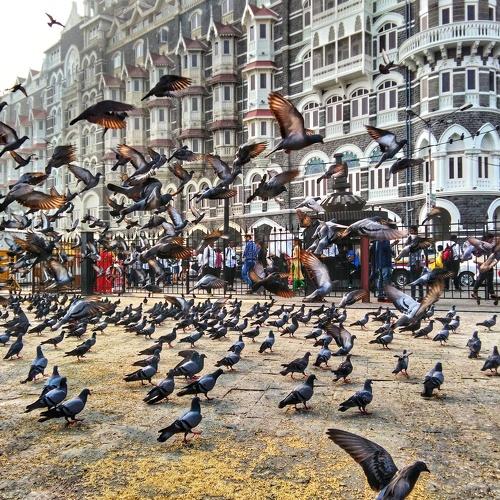 Bird fly