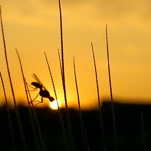 sun kiss