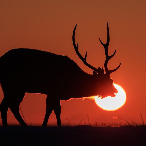 Золотой телец.