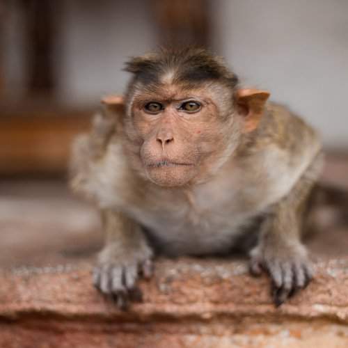Angry Monkey