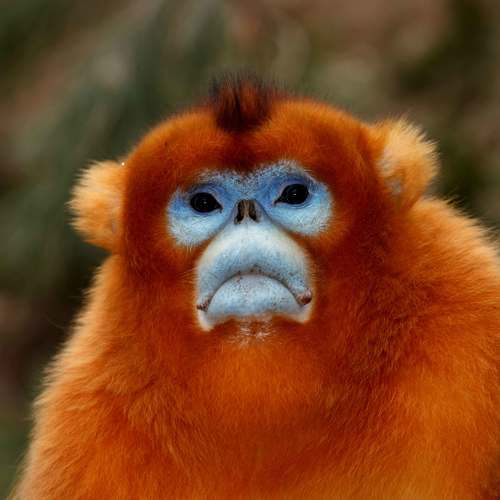 Золотистые курносые обезьяны