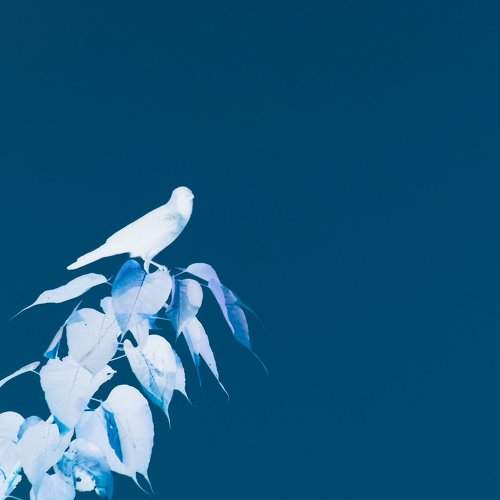 Inverted photo of crow