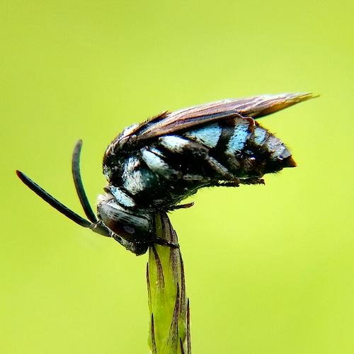 sleeping bee