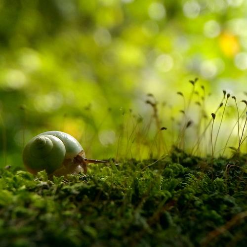 snail