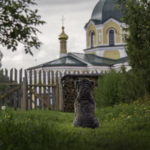 "В ожидании хозяина"