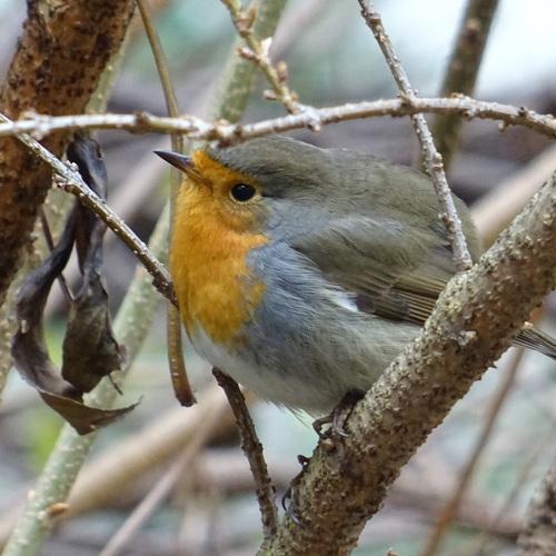 A Robin in Winter - Малиновка, зимой