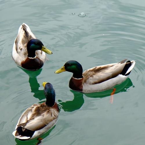 Ducks at Zell am See