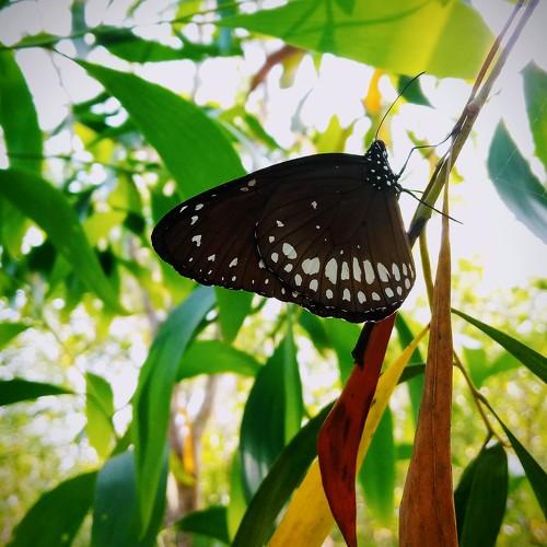Little Wildlife