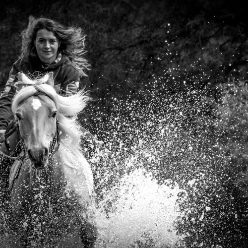 horse